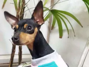 Cachorro raça Pinscher idade 2 anos nome Lola