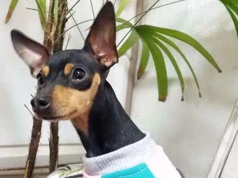 Cachorro ra a Pinscher idade 2 anos nome Lola