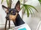 Cachorro raça Pinscher idade 2 anos nome Lola