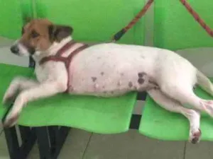 Cachorro raça Espertão idade 2 a 6 meses nome Espertão