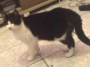 Gato raça  idade 7 a 11 meses nome Sam