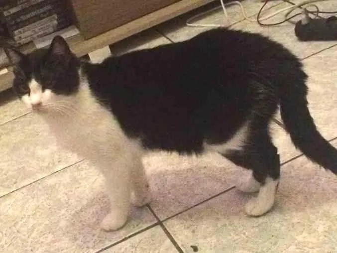 Gato ra a  idade 7 a 11 meses nome Sam
