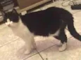Sam