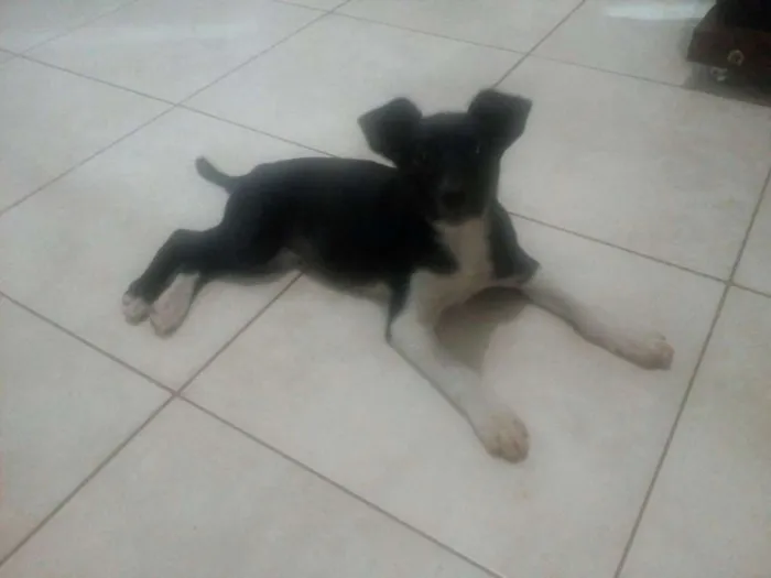 Cachorro ra a Possivel vira lata idade 2 a 6 meses nome Fofinha sem nome