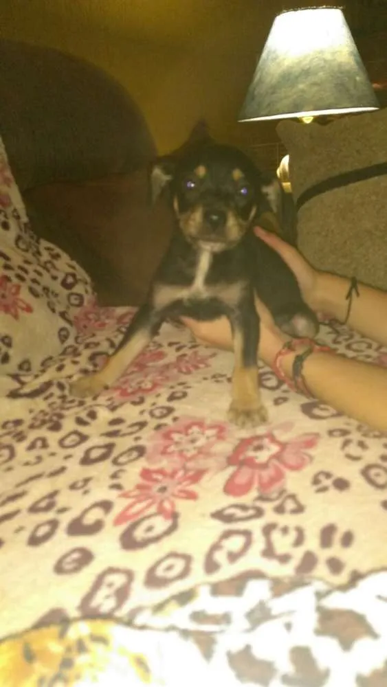 Cachorro ra a Vira lata  idade Abaixo de 2 meses nome Nãotemnome