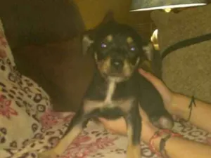 Cachorro raça Vira lata  idade Abaixo de 2 meses nome Nãotemnome