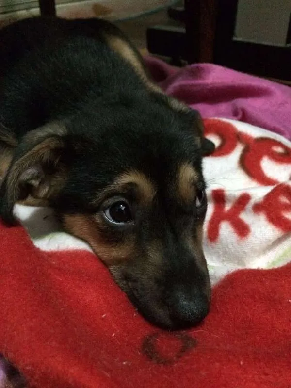 Cachorro ra a SRD idade 2 a 6 meses nome Agnes