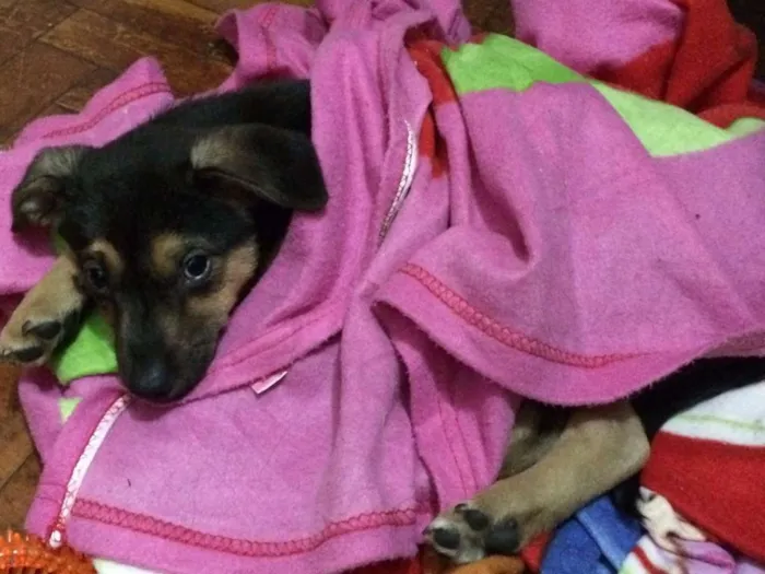 Cachorro ra a SRD idade 2 a 6 meses nome Agnes