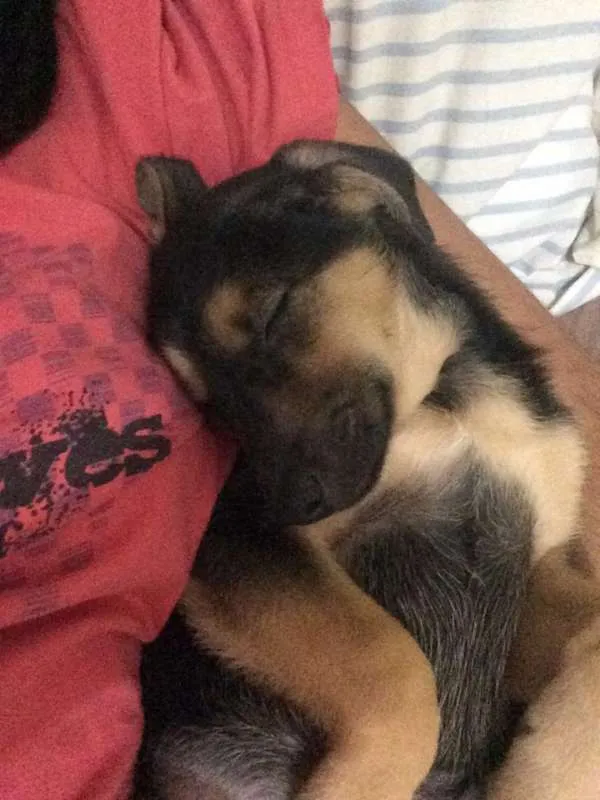 Cachorro ra a SRD idade 2 a 6 meses nome Agnes