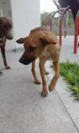 Tequila