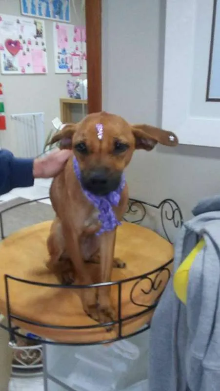 Cachorro ra a SRD idade 1 ano nome Tequila
