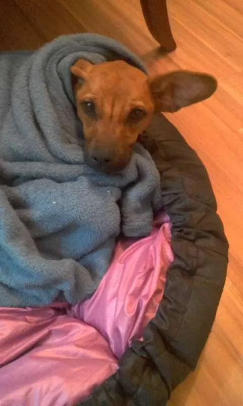 Cachorro ra a SRD idade 1 ano nome Tequila