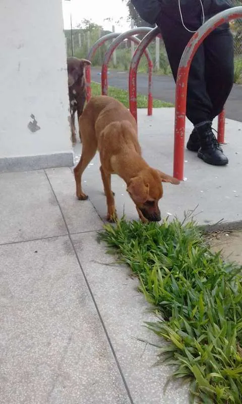 Cachorro ra a SRD idade 1 ano nome Tequila