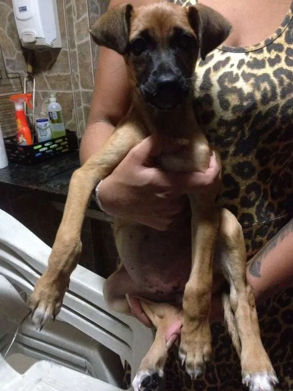 Cachorro ra a SRD idade 2 a 6 meses nome Sem nome