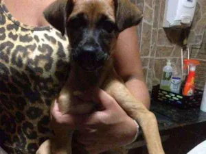 Cachorro raça SRD idade 2 a 6 meses nome Sem nome