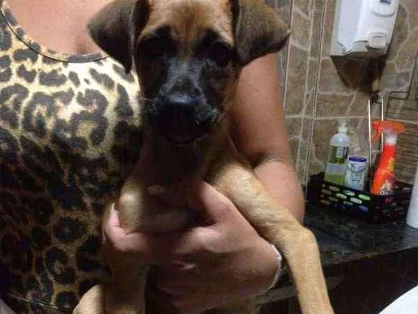 Cachorro ra a SRD idade 2 a 6 meses nome Sem nome