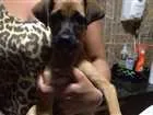 Cachorro raça SRD idade 2 a 6 meses nome Sem nome