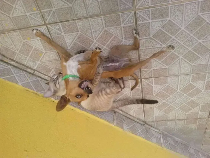 Cachorro raça Pincher idade 4 anos nome Pandora