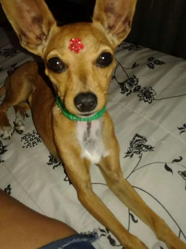 Cachorro raça Pincher idade 4 anos nome Pandora