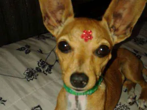 Cachorro raça Pincher idade 4 anos nome Pandora