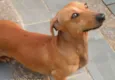 Mel