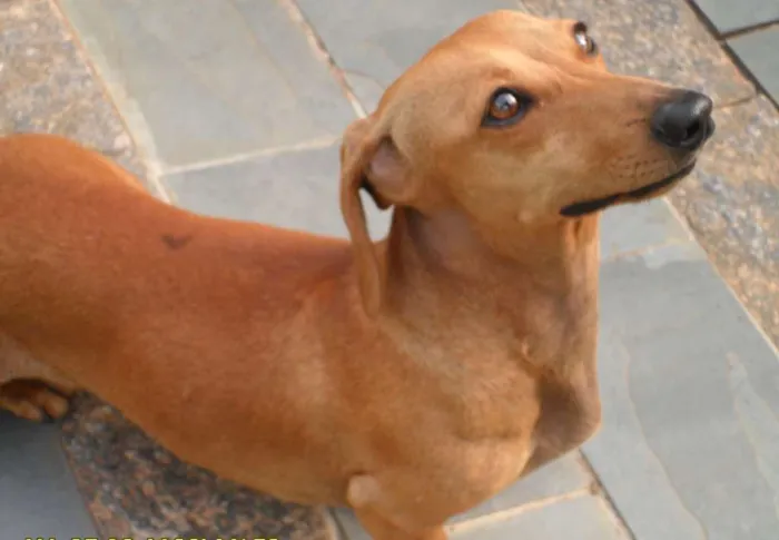 Cachorro raça Bassêt com viralata idade 7 a 11 meses nome Mel