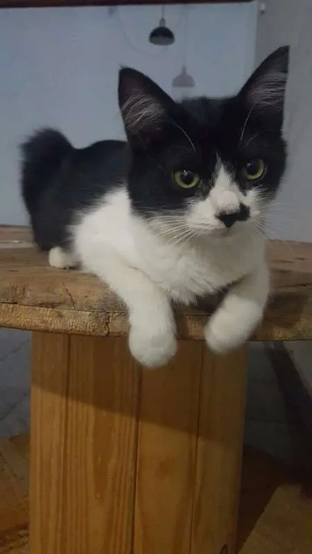 Gato ra a SRD idade 2 a 6 meses nome Abel