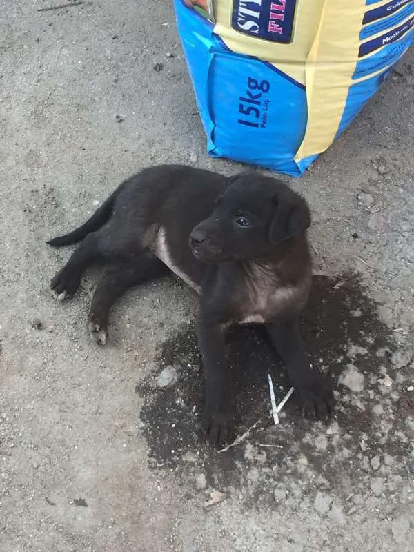 Cachorro raça viralata idade Abaixo de 2 meses nome sem nome