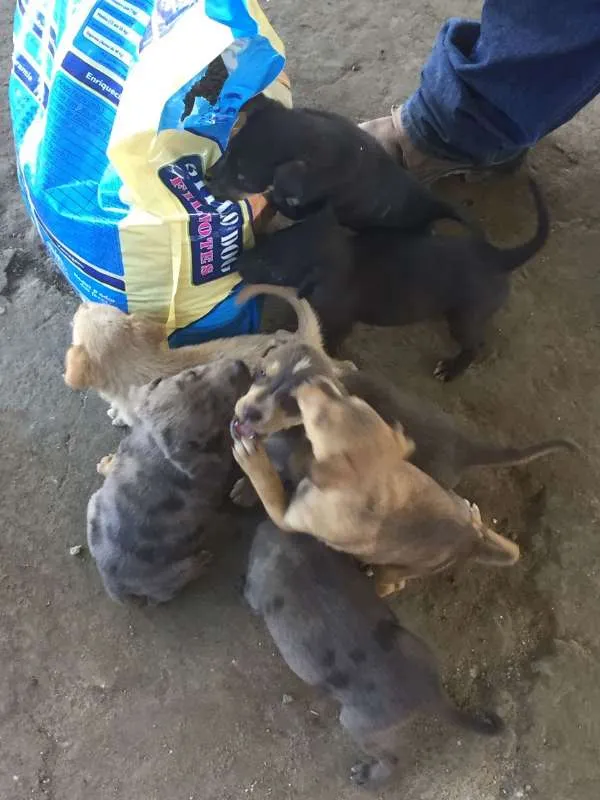 Cachorro raça viralata idade Abaixo de 2 meses nome sem nome