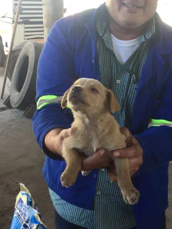 Cachorro raça viralata idade Abaixo de 2 meses nome sem nome