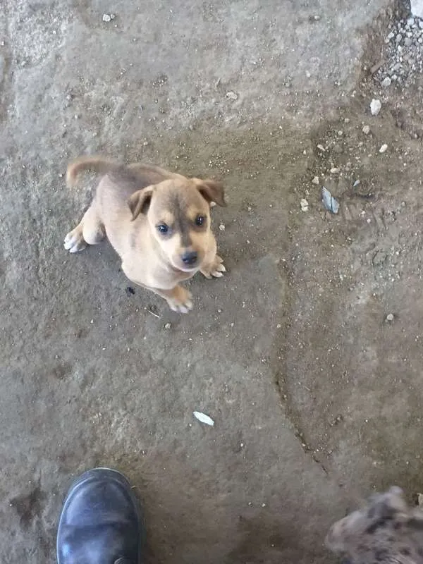 Cachorro raça viralata idade Abaixo de 2 meses nome sem nome