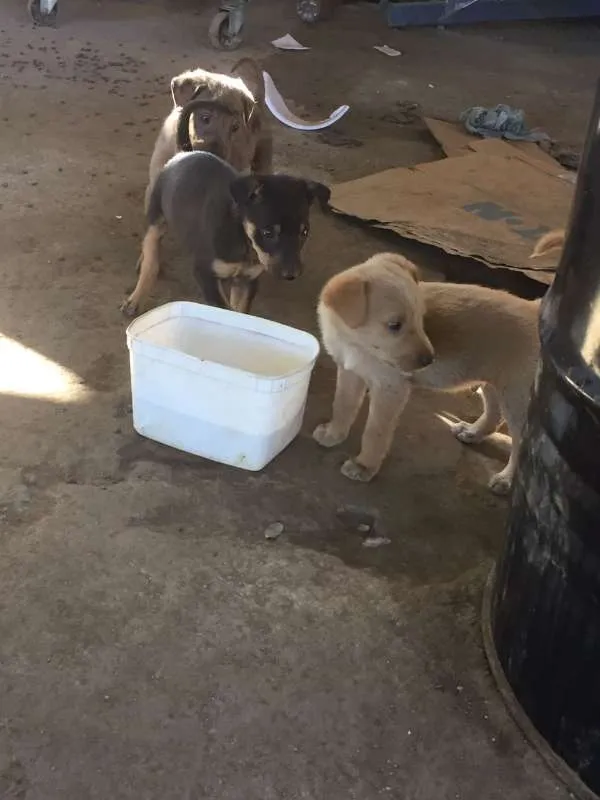 Cachorro raça viralata idade Abaixo de 2 meses nome sem nome