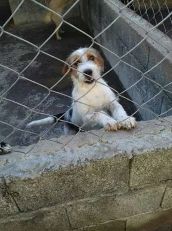Cachorro ra a  idade 7 a 11 meses nome Dick