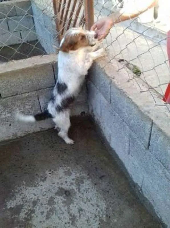 Cachorro ra a  idade 7 a 11 meses nome Dick