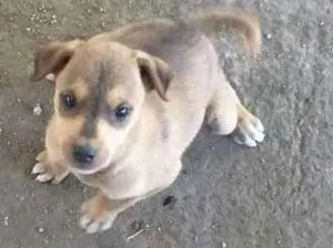 Cachorro raça viralata idade Abaixo de 2 meses nome sem nome