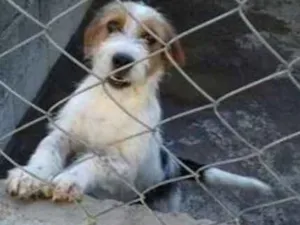 Cachorro raça  idade 7 a 11 meses nome Dick