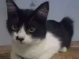Abel