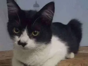 Gato raça SRD idade 2 a 6 meses nome Abel