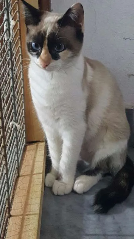 Gato ra a SRD idade 2 a 6 meses nome Laila
