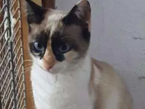 Gato raça SRD idade 2 a 6 meses nome Laila