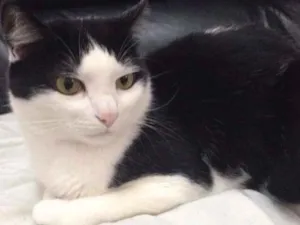 Gato raça SRD idade 6 ou mais anos nome Mickey