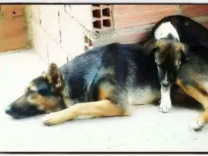 Cachorro raça S.R.D idade 3 anos nome DARA