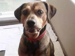 Cachorro raça SRD idade 2 anos nome PUPI