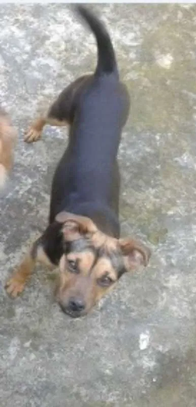 Cachorro ra a indefinida idade Abaixo de 2 meses nome Indefinidos