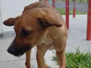 Cachorro raça SRD idade 1 ano nome Tequila