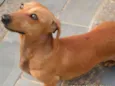 Mel