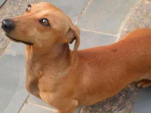 Cachorro raça Bassêt com viralata idade 7 a 11 meses nome Mel