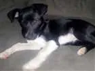 Cachorro raça Possivel vira lata idade 2 a 6 meses nome Fofinha sem nome