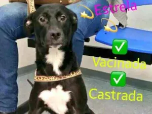 Cachorro raça Luciana idade 2 a 6 meses nome Luciana
