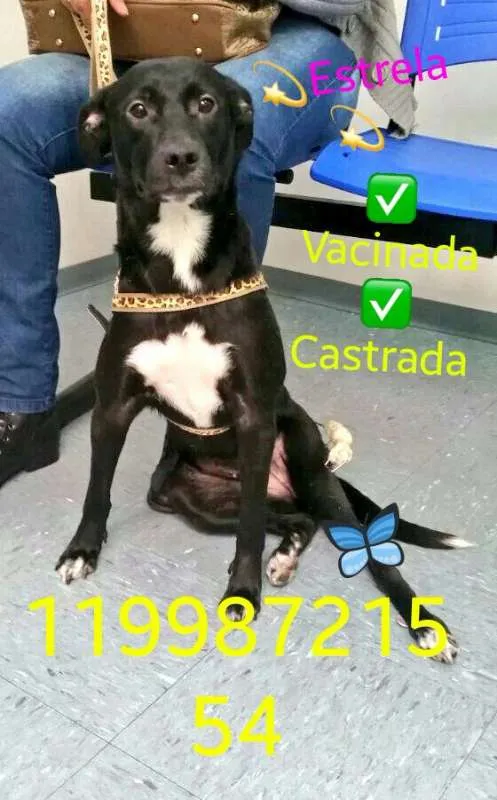 Cachorro raça Bianca idade 2 a 6 meses nome Bianca